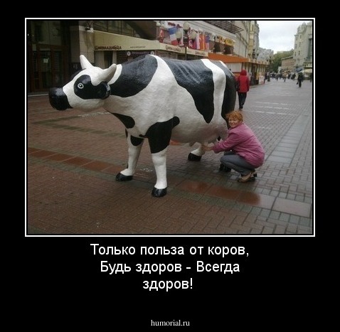Только польза от коров, Будь здоров - Всегда здоров!