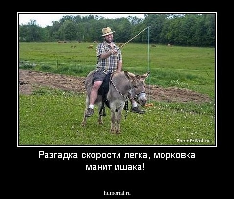 Разгадка скорости легка, морковка манит ишака!