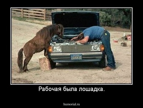 Рабочая была лошадка.