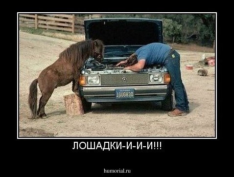 ЛОШАДКИ-И-И-И!!!