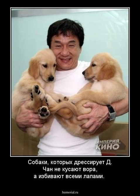 Собаки, которых дрессирует Д. Чан не кусают вора, а избивают всеми лапами.