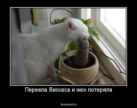 Переела Вискаса и нюх потеряла