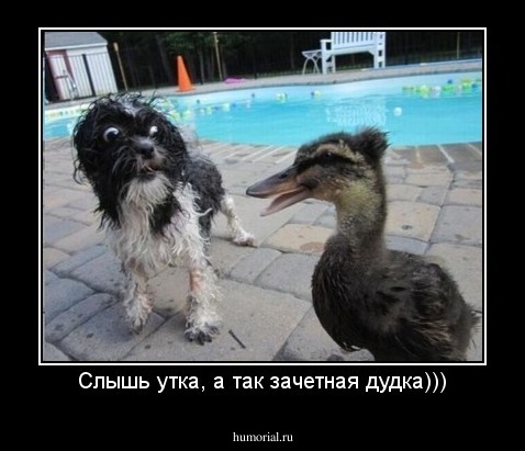 Слышь утка, а так зачетная дудка)))