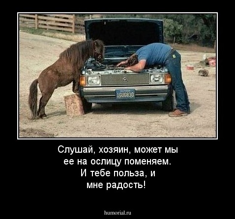 Слушай, хозяин, может мы ее на ослицу поменяем. И тебе польза, и мне радость!