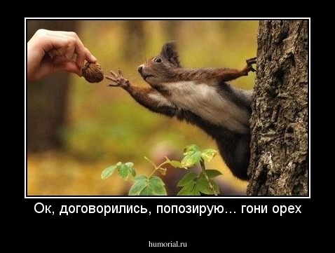 Ок, договорились, попозирую... гони орех
