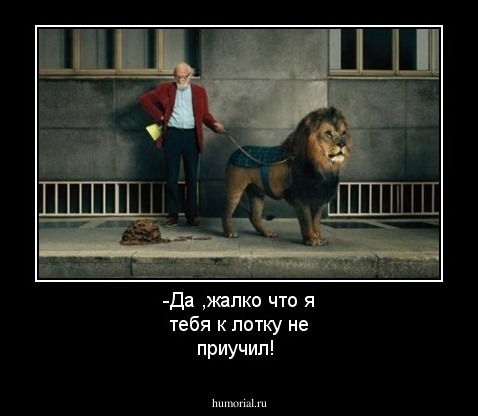 -Да ,жалко что я тебя к лотку не приучил!
