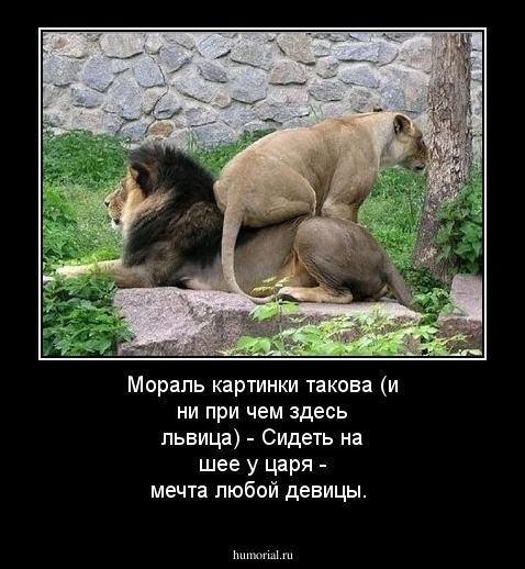 Мораль картинки такова (и ни при чем здесь львица) - Сидеть на шее у царя  - мечта любой девицы.