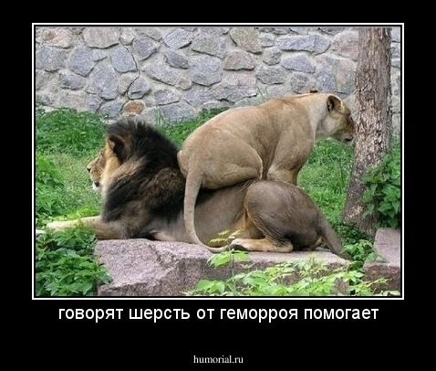 говорят шерсть от геморроя помогает