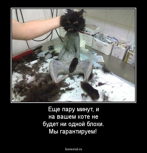 Еще пару минут, и на вашем коте не будет ни одной блохи. Мы гарантируем!