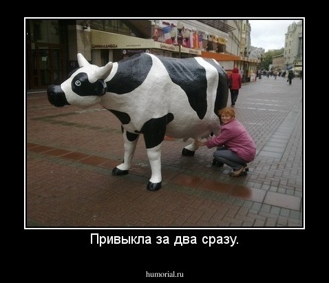 Привыкла за два сразу.