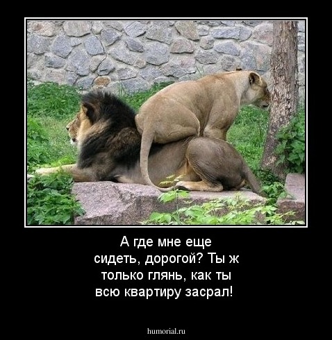 А где мне еще сидеть, дорогой? Ты ж только глянь, как ты всю квартиру засрал!