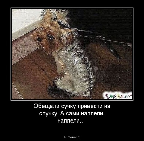 Обещали сучку привести на случку. А сами наплели, наплели...