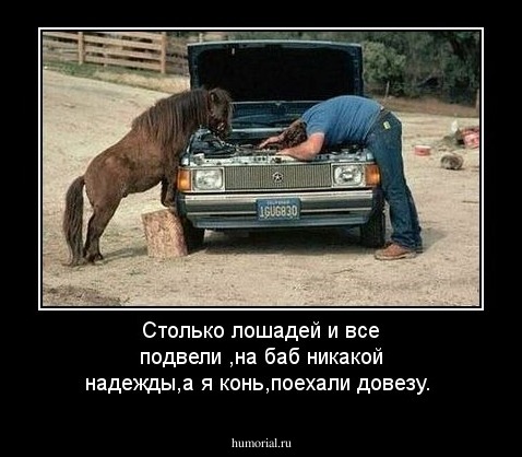 Столько лошадей и все подвели ,на баб никакой надежды,а я конь,поехали довезу.