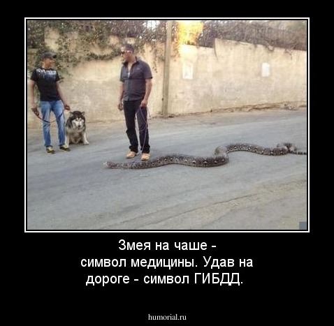 Змея на чаше - символ медицины. Удав на дороге - символ ГИБДД. 