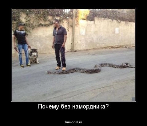 Почему без намордника?