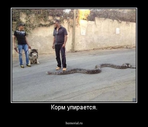 Корм упирается.