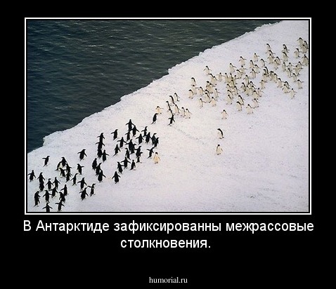 В Антарктиде зафиксированны межрассовые столкновения.