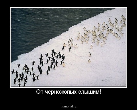 От черножопых слышим!