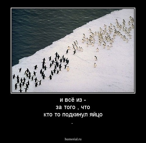 и всё из - за того , что кто то подкинул яйцо .