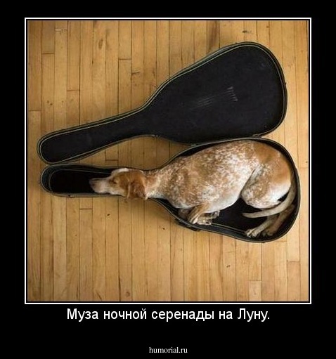 Муза ночной серенады на Луну.