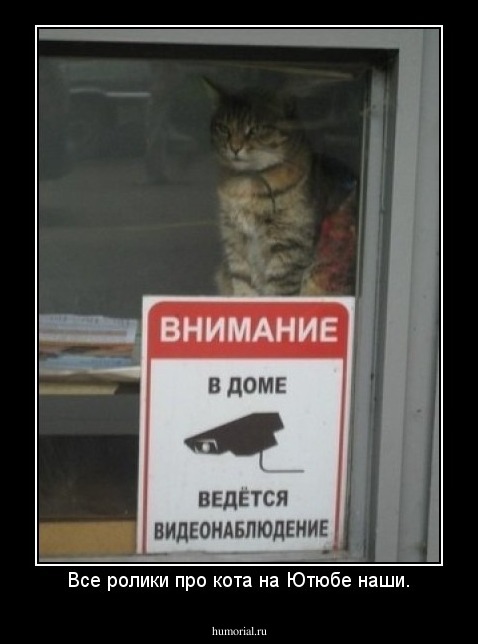 Все ролики про кота на Ютюбе наши.
