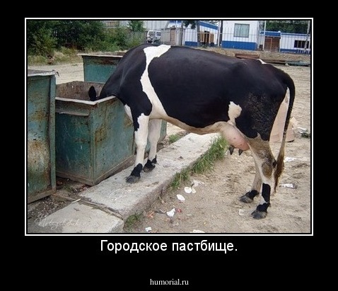 Городское пастбище.