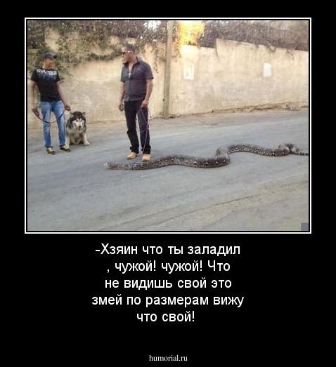 -Хзяин что ты заладил , чужой! чужой! Что не видишь свой это змей по размерам вижу что свой!