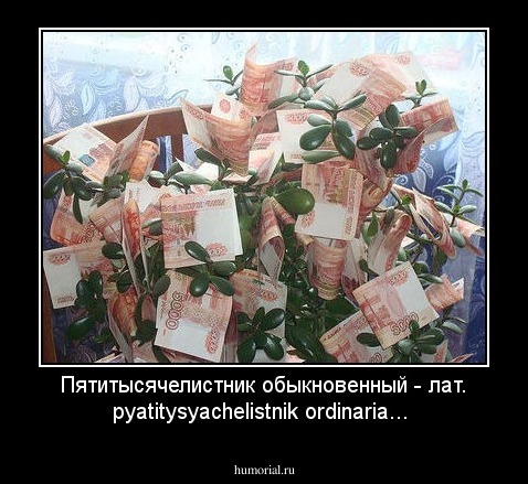Пятитысячелистник обыкновенный - лат. pyatitysyachelistnik ordinaria...