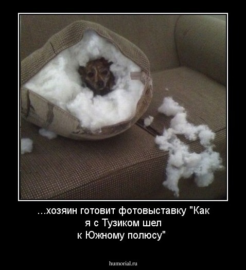...хозяин готовит фотовыставку "Как я с Тузиком шел к Южному полюсу"