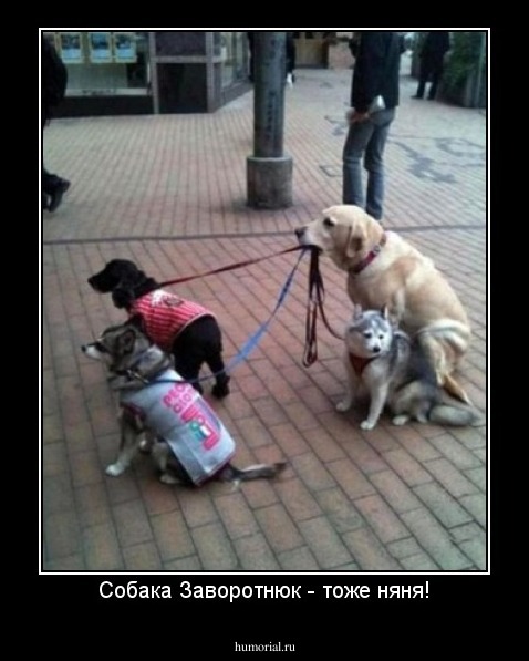 Собака Заворотнюк - тоже няня!