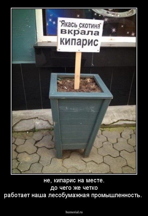 не, кипарис на месте. до чего же четко работает наша лесобумажная промышленность.