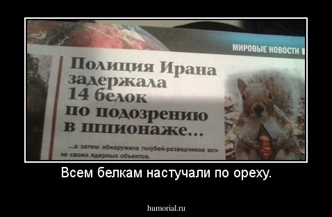 Всем белкам настучали по ореху.