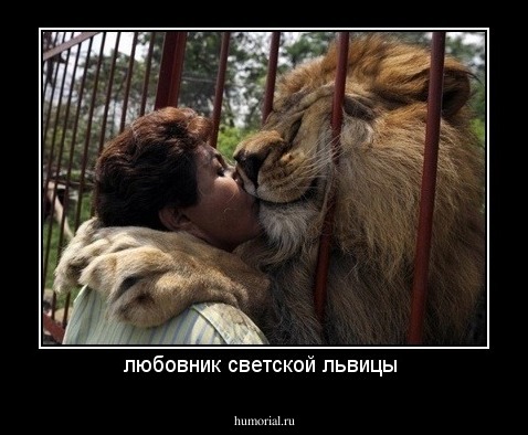любовник светской львицы 