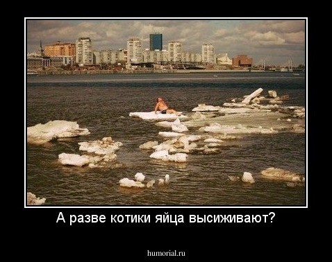 А разве котики яйца высиживают?