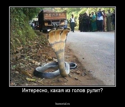 Интересно, какая из голов рулит?