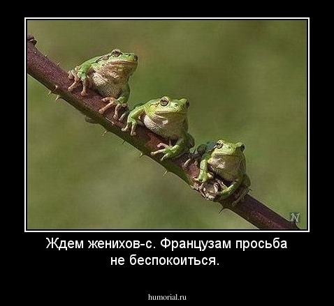  Ждем женихов-с.  Французам просьба не беспокоиться.