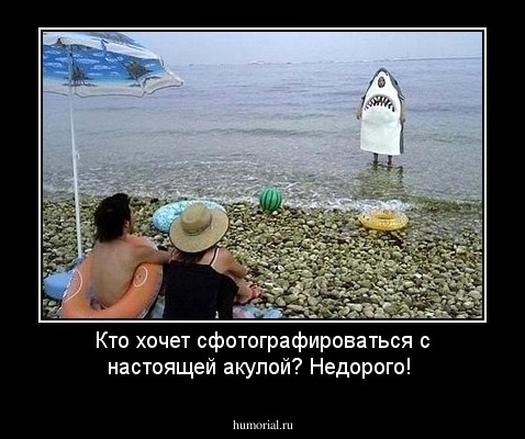 Кто хочет сфотографироваться с настоящей акулой? Недорого!