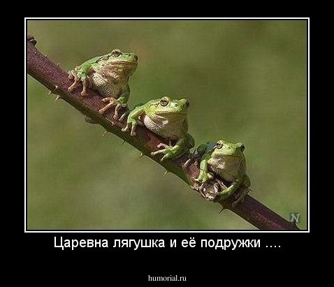 Царевна лягушка и её подружки ....