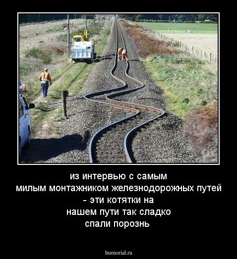 из интервью с самым милым монтажником железнодорожных путей - эти котятки на нашем пути так сладко спали порознь