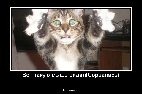 Вот такую мышь видал!Сорвалась(