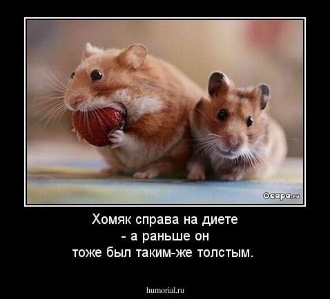 Хомяк справа на диете - а раньше он тоже был таким-же толстым.