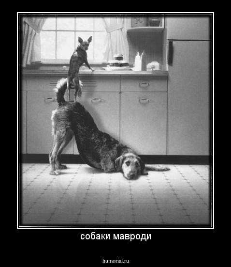 собаки мавроди