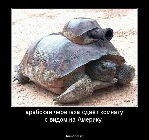 арабская черепаха сдаёт комнату с видом на Америку.