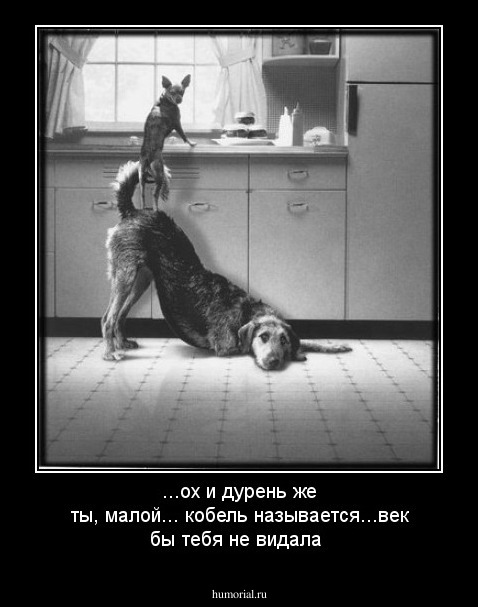 ...ох и дурень же ты, малой... кобель называется...век бы тебя не видала
