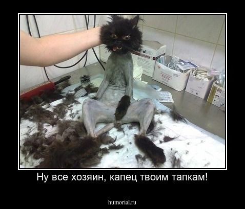Ну все хозяин, капец твоим тапкам!