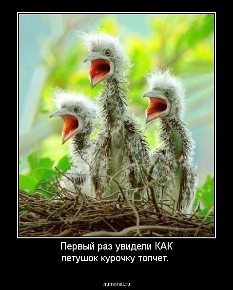 Первый раз увидели КАК петушок курочку топчет.