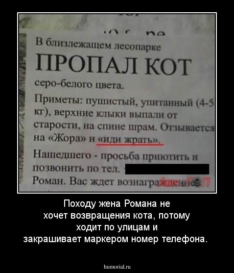 Походу жена Романа не хочет возвращения кота, потому ходит по улицам и закрашивает маркером номер телефона.