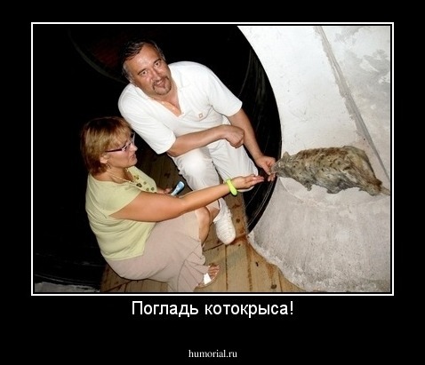 Погладь котокрыса!