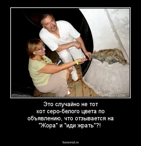 Это случайно не тот кот серо-белого цвета по объявлению, что отзывается на "Жора" и "иди жрать"?!