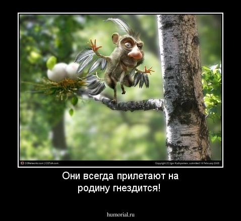 Они всегда прилетают на родину гнездится!